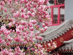 -天津大悲禅院