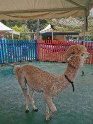 -萌宠亲子动物乐园(槐房万达店)