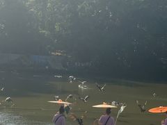 -西双版纳原始森林公园