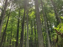 -波尔登森林公园