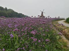 景点-大塘金香草谷