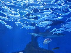 -海合安武汉极地海洋公园