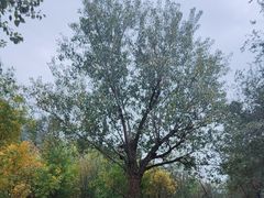 -长白岛森林公园