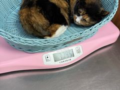 -纳吉亚猫专科动物医院博雅分院