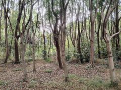 -昆山城市生态森林公园