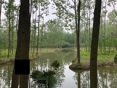 -合肥滨湖国家森林公园