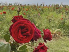 -漩门湾国家湿地公园