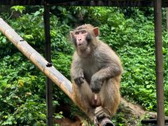 -西双版纳原始森林公园