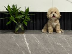 -圆之梦西饼店(岳屏小区店)