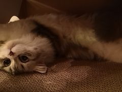 -猫大福·Fortune Cat猫舍(百子湾店)