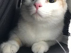 -纳吉亚猫专科动物诊疗中心(蒋宅口分院)