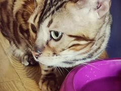 -Cappucimeow猫咪咖啡馆(韦伯时代店)