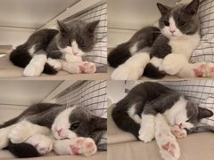 -猫大福·Fortune Cat猫舍(百子湾店)