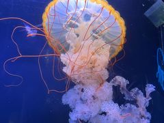 -珠海长隆海洋王国