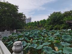 -莲湖公园