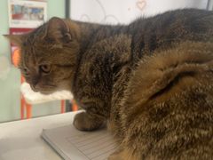 -纳吉亚猫专科动物医院博雅分院