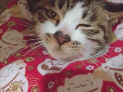 -伟伟宠物医院·CT影像中心·瑞派犬猫综合性门诊(汉口总院)