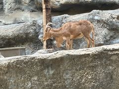 -清迈夜间动物园