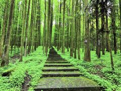 -武陵山森林公园