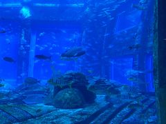 -亚特兰蒂斯•OSSIANO奥西亚诺海底餐厅