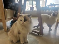 -藏猫猫咖啡主题馆(中央大道店)