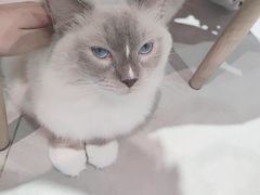 -Heymao猫咖.咖啡厅(东门店)
