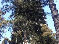 -博雅塔