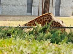 -石家庄市动物园