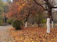 -长白岛森林公园