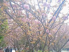 -高东镇樱花园