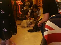 -名猫咖啡馆·撸猫·拼豆