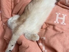 -pd派德宠物中心医院24H急重症·眼科中心·血液透析中心(嵩山北路店)