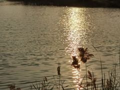 -福田红树林生态公园