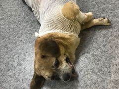 -喜多萌中农锦绣动物医院24H·猫科·牙科MRI·CT