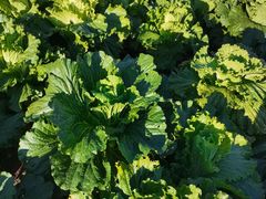 -老四季(南市场店)