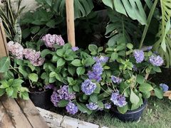 大堂-Hello·生日蛋糕·下午茶·甜品台茶歇(瑞安东山店)