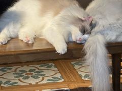-猫猫幼稚园·撸猫·桌游·电玩