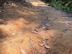 -火炉山森林公园
