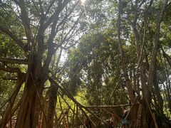 -中国科学院西双版纳热带植物园
