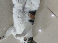 -瑞派名望志远动物医院·猫科·內科·异宠专科(直港大道店)