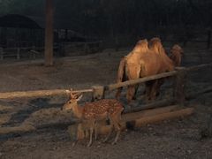 -清迈夜间动物园