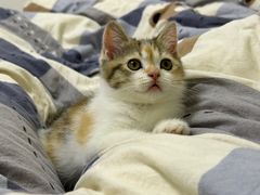 -瑞派宠物医院·中兽医专科(中央商城分院)