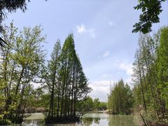 -桤木河湿地公园