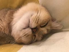 -猫大福·Fortune Cat猫舍(百子湾店)