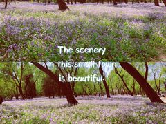 -中央广播电视塔