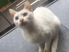 -朱氏胖子烂火锅(洪崖洞店)