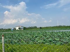 -海鸥岛河景湖大排档