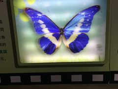 -上海昆虫博物馆