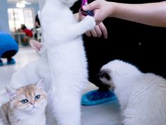 -喵的天空名猫咖啡馆·撸猫·猫舍·用品