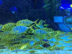 -芜湖新华联大白鲸海洋公园